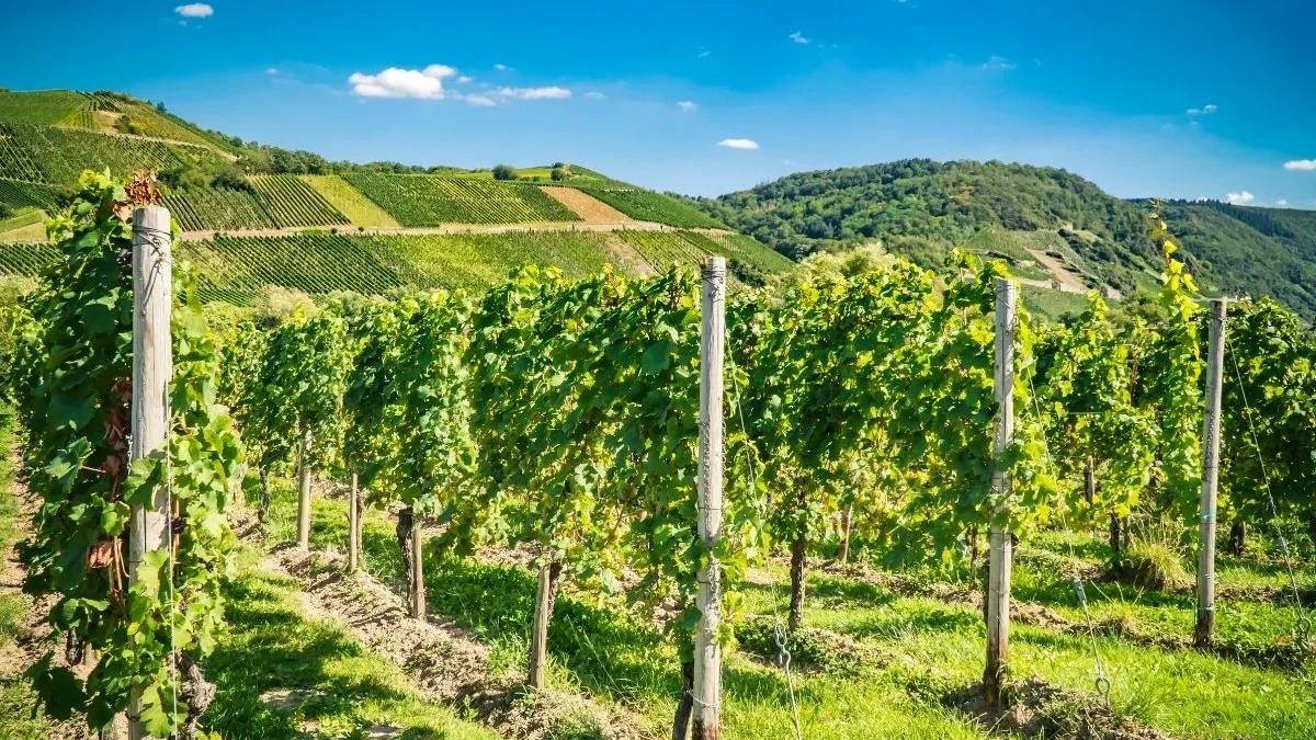 Die Zukunft des Weinbaus: Wie ökologischer Weinbau nachhaltige Trends setzt